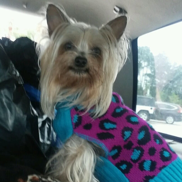 Meet your Posher, Tara - Picture 1 of 4